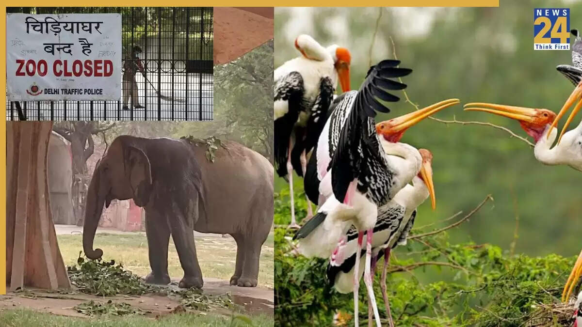 दिल्ली में बर्ड फ्लू का खतरा: चिड़ियाघर बंद, जानें सुरक्षा उपाय