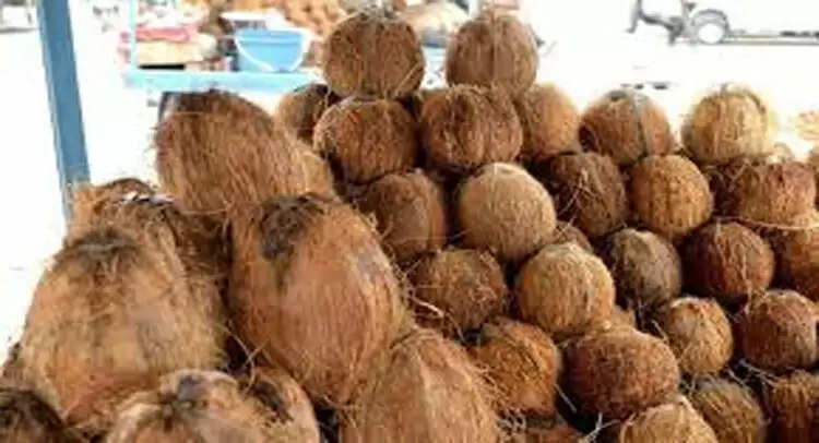 नारियल की जटा: बवासीर से राहत का प्राकृतिक उपाय