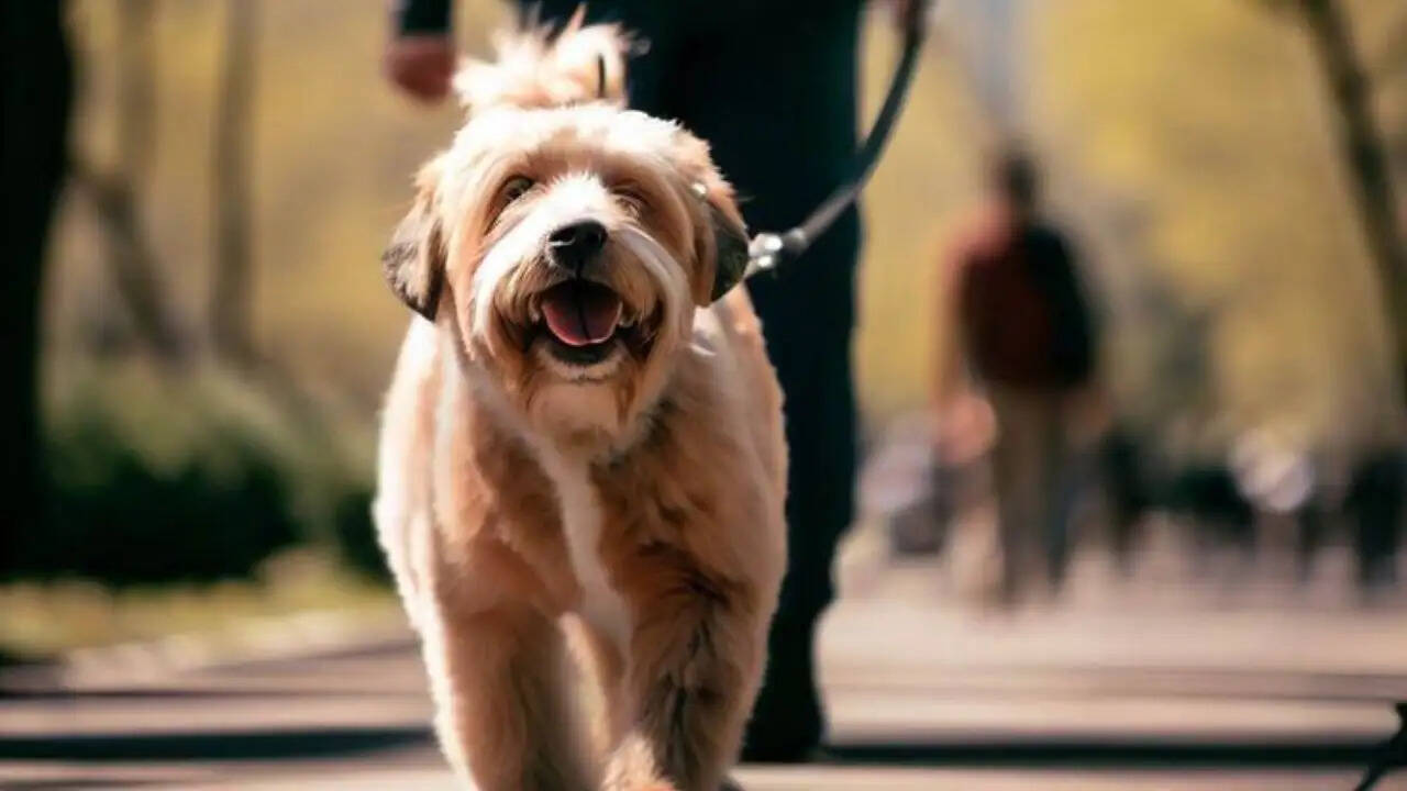 ब्रिटेन के कारपेंटर ने पालतू कुत्ते के साथ बनाई नई जिंदगी