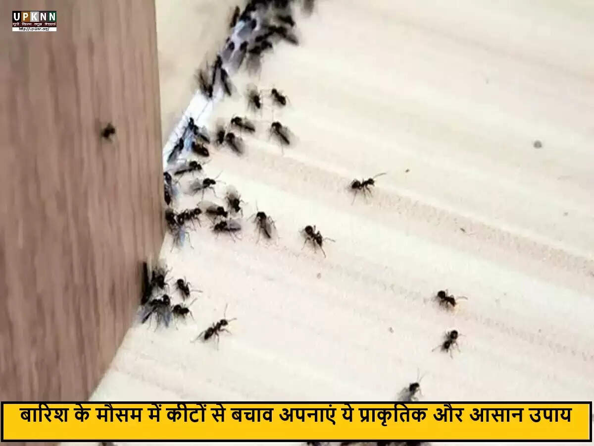 बारिश में कीटों से बचने के प्राकृतिक उपाय