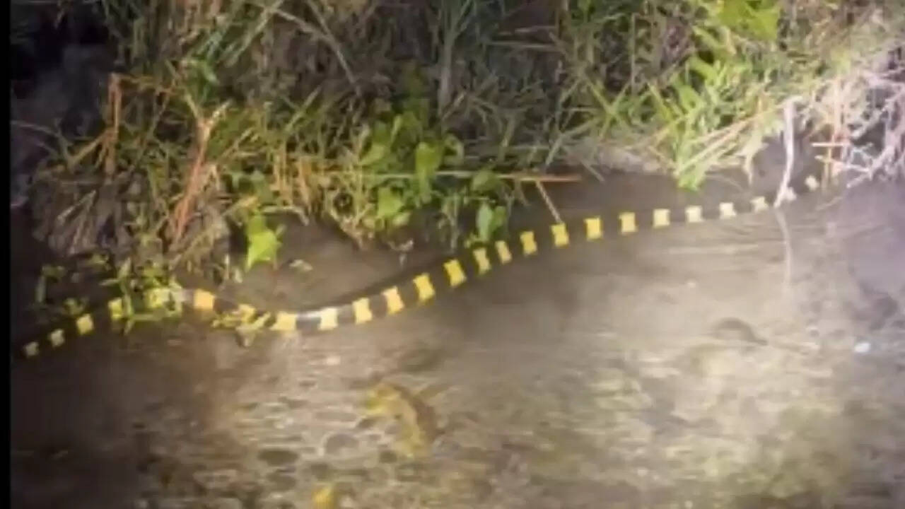 IFS अधिकारी का वीडियो: बैंडेड करैत सांप की रात की खोज