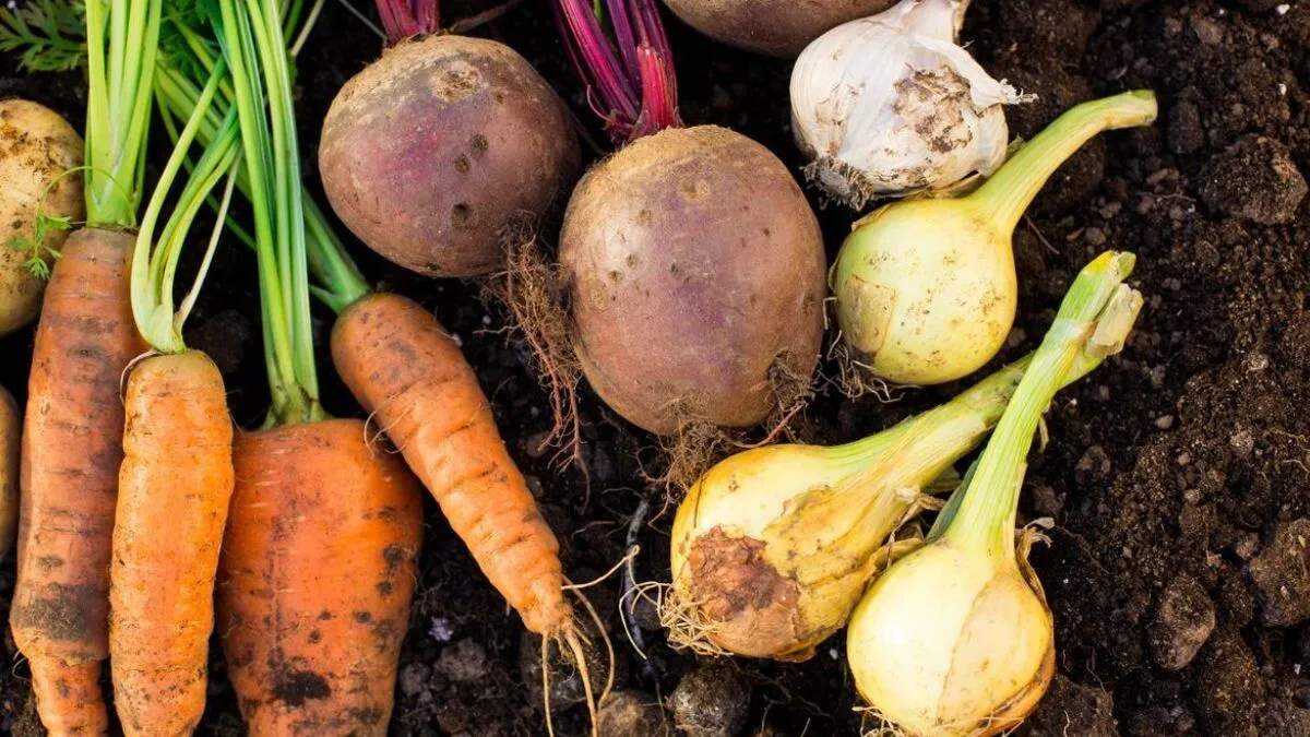 करनाल में कंदीय फसलों के लिए नया रिसर्च सेंटर स्थापित