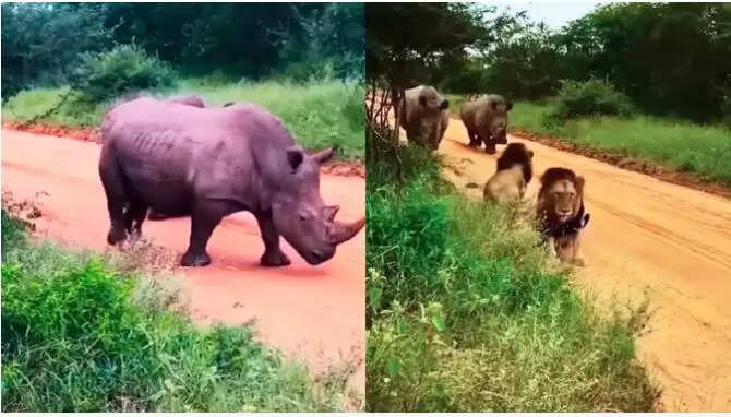 शेर बनाम गैंडा: जंगल के असली राजा की बहस छिड़ी