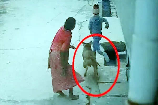 दिल्ली में पिटबुल के हमले से 6 साल का बच्चा गंभीर रूप से घायल