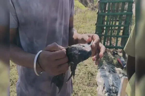 बिहार में मछुआरे के जाल में मिली दुर्लभ अमेजन मछली