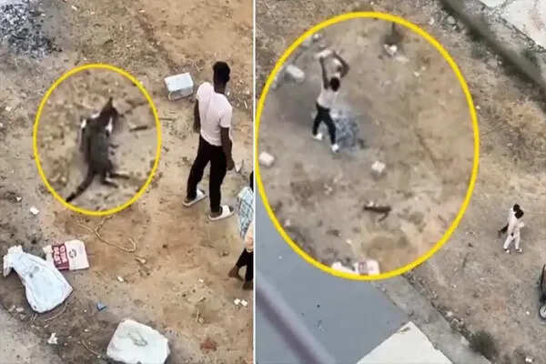 अहमदाबाद में बिल्ली के साथ क्रूरता का मामला, पति ने लिया बदला