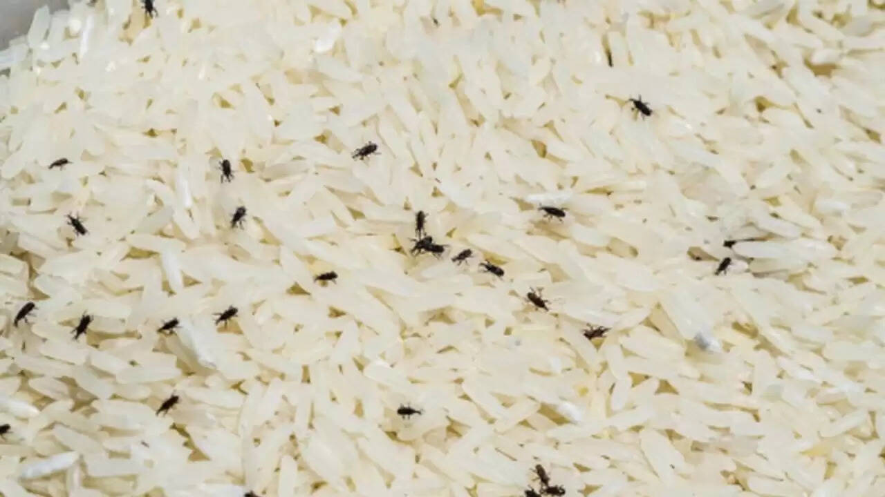 चावल को घुन से बचाने के 5 आसान घरेलू उपाय