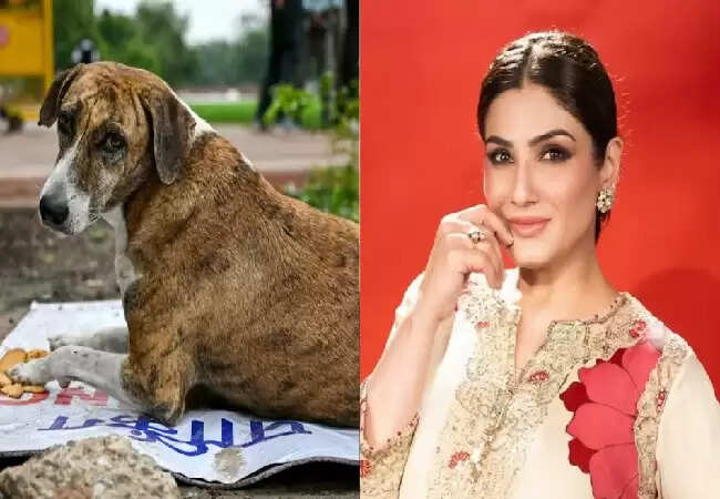 सुप्रीम कोर्ट का आवारा कुत्तों पर महत्वपूर्ण निर्णय