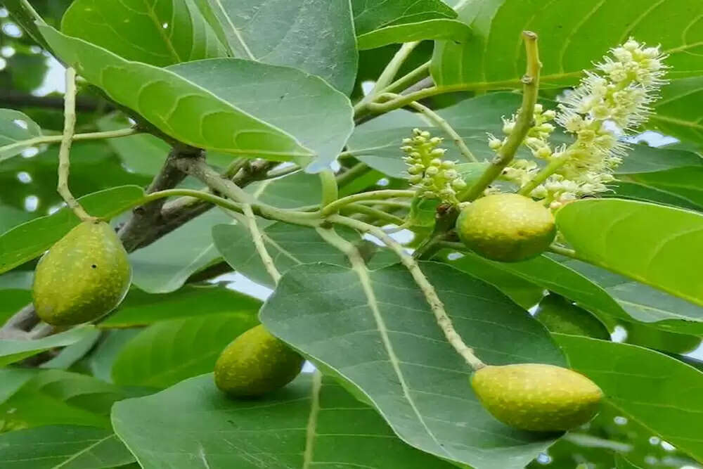 हरीतकी: आयुर्वेद में अमृत समान जड़ी-बूटी के लाभ