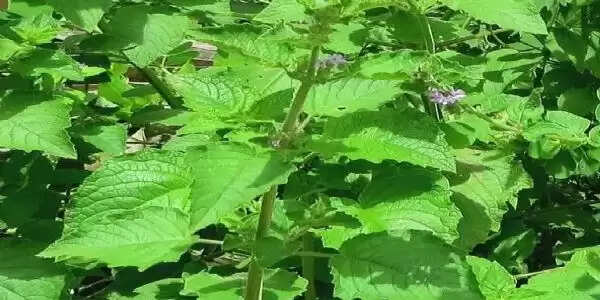 औषधीय विलायती तुलसी पर मंडराया फंगल संकट, बीएचयू के फंगस शाेध काे अमेरिका के एल्सेवियर जर्नल में मिली जगह