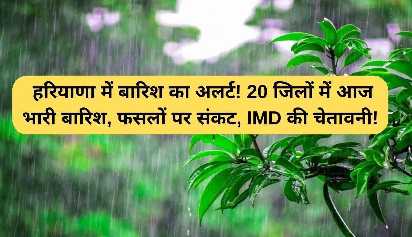 हरियाणा में बारिश का अलर्ट: 20 जिलों में भारी वर्षा की संभावना