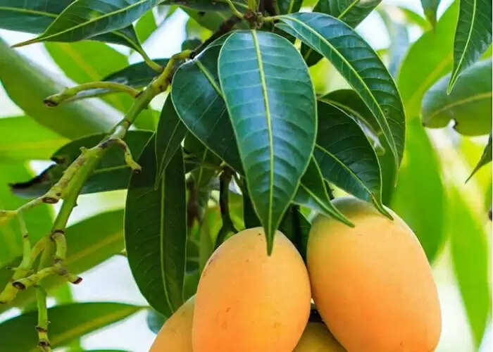आम के पत्तों के अद्भुत फायदे: बालों को काला करने का आसान तरीका