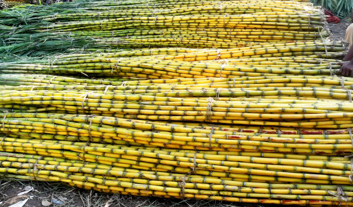 बिहार सरकार ने गन्ना मूल्य में वृद्धि का लिया निर्णय, किसानों को मिलेगा लाभ