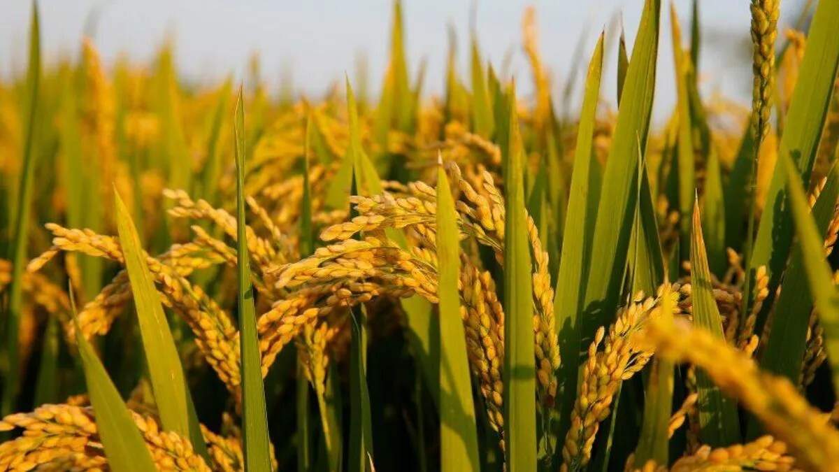 करनाल में धान खरीद घोटाला: प्रशासन की सख्ती के बावजूद धान की आवक जारी