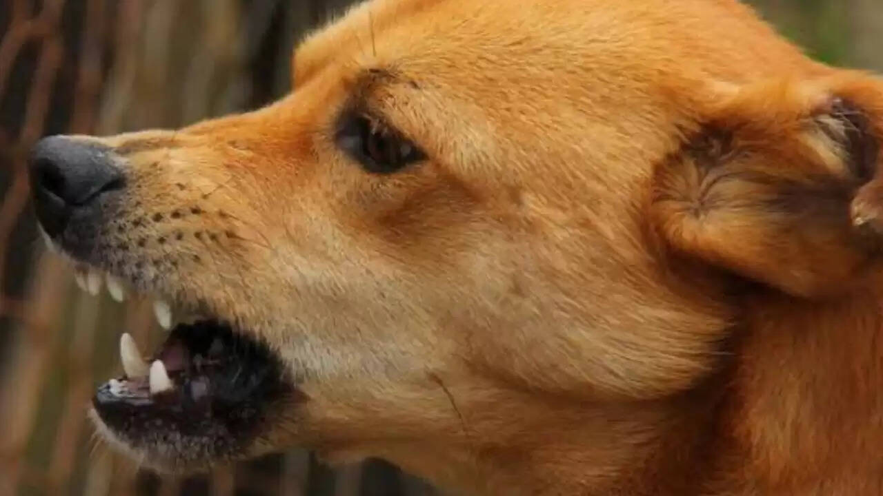 दिल्ली महिला ने आवारा कुत्तों के हमले के लिए 20 लाख रुपये मुआवजे की मांग की