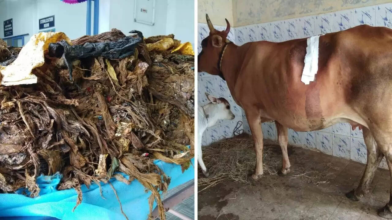 गर्भवती गाय की सफल सर्जरी: हिमाचल प्रदेश में ऐतिहासिक चिकित्सा उपलब्धि