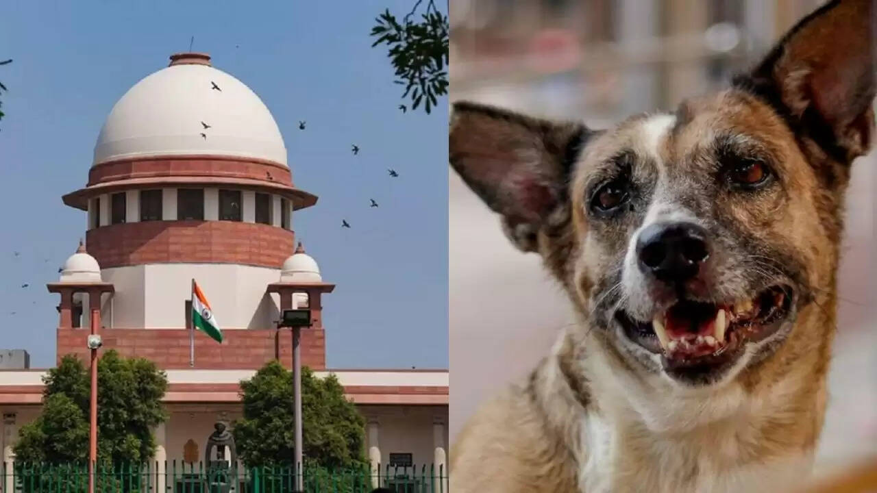 दिल्ली-एनसीआर में आवारा कुत्तों के मामले पर सुप्रीम कोर्ट का महत्वपूर्ण फैसला