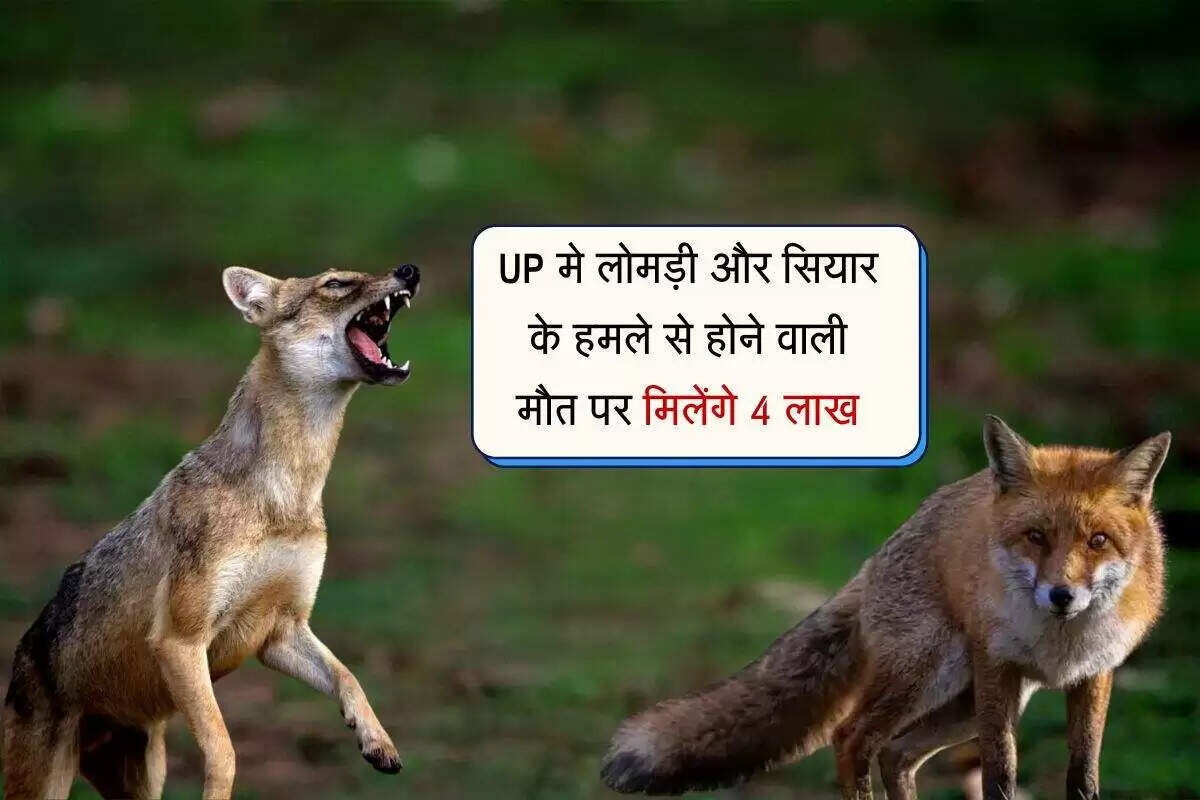 उत्तर प्रदेश में लोमड़ी और सियार के हमलों को आपदा घोषित, मृतकों के परिवारों को मिलेगा मुआवजा