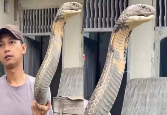सोशल मीडिया पर वायरल हुआ मलेशियाई किंग कोबरा का खौफनाक वीडियो