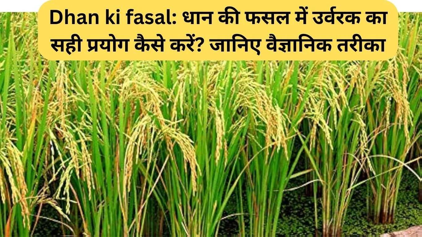 धान की फसल में उर्वरक का सही उपयोग: वैज्ञानिक तरीके से जानें