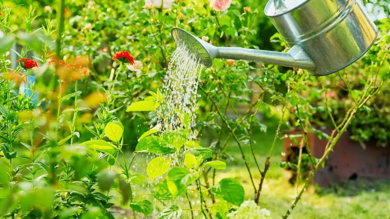 गर्मियों में पौधों को पानी देने का सही समय: सुबह या शाम?