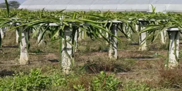 धमतरी:पारंपरिक खेती को छोड़ ड्रेगन फ्रूट की खेती कर रहा किसान