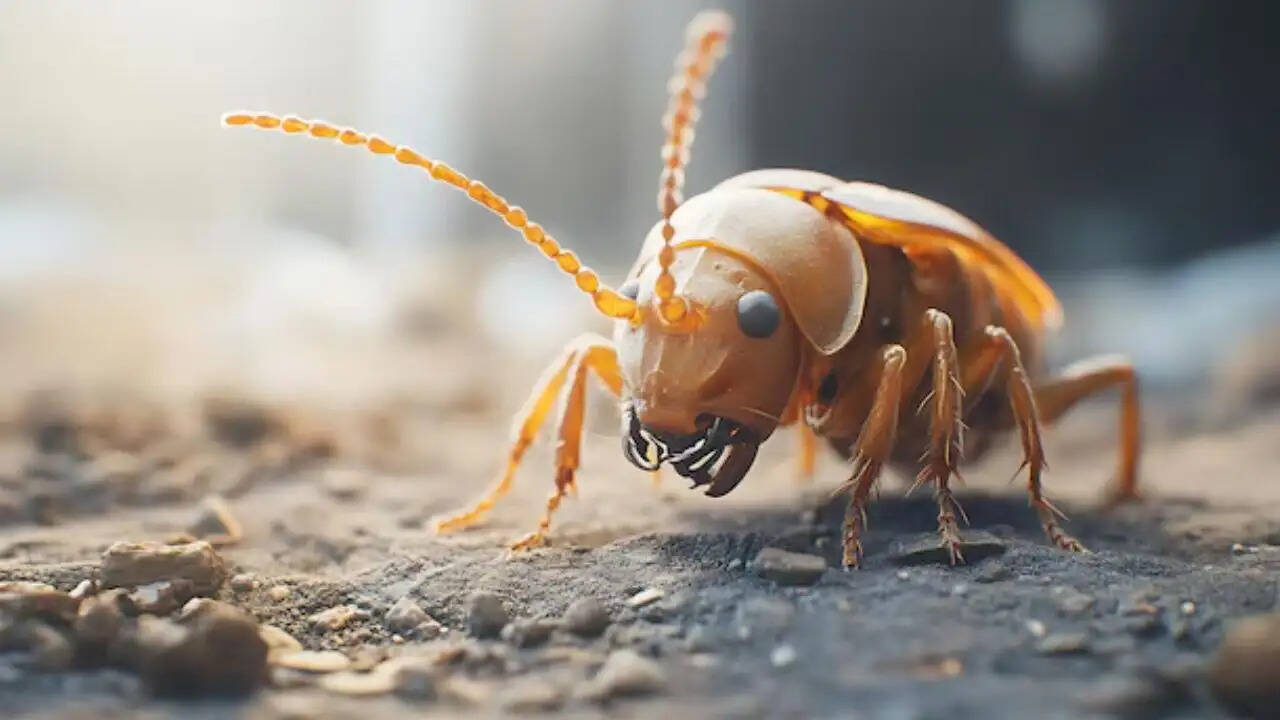 प्राकृतिक दुनिया के अद्भुत शिकारी कीट