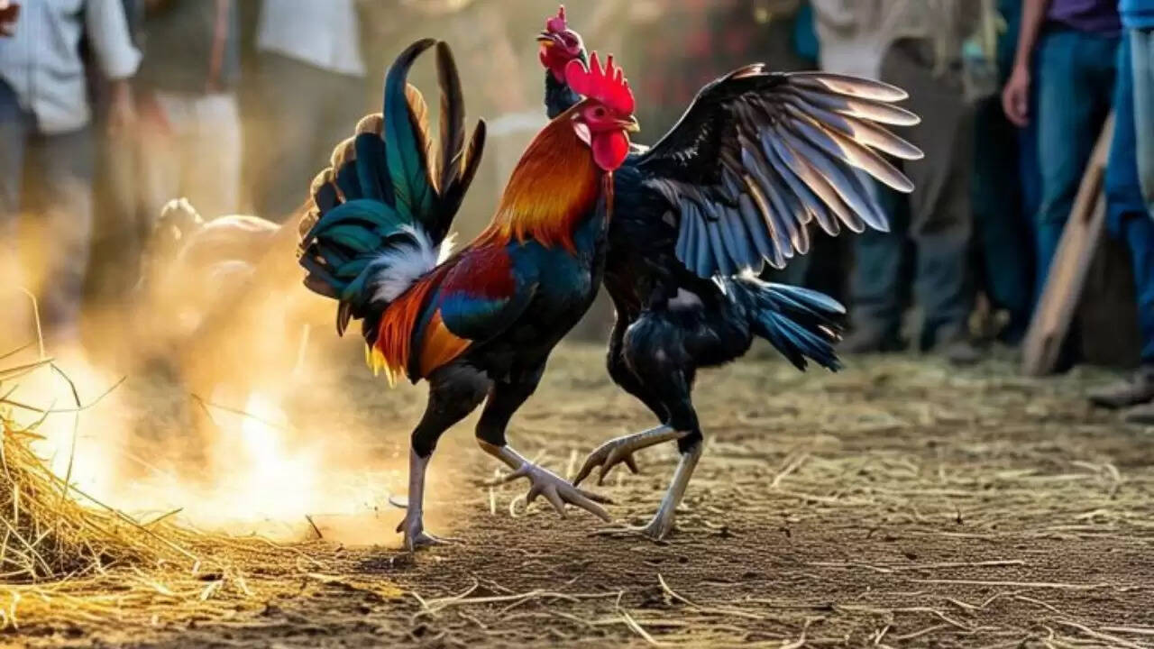 मकर संक्रांति पर मुर्गा लड़ाई: आंध्र प्रदेश में करोड़पति बने रमेश