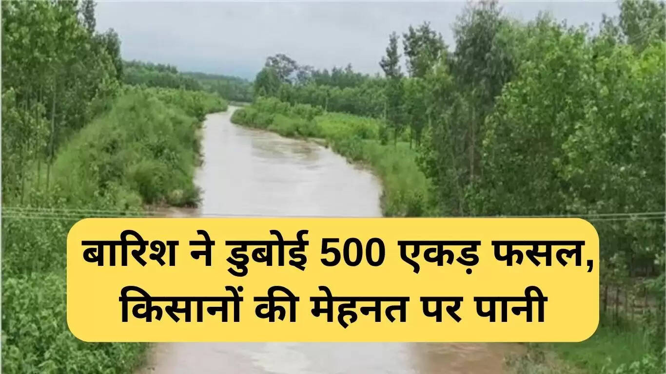 छछरौली में बाढ़ से किसानों को हुआ बड़ा नुकसान, 500 एकड़ फसल बर्बाद