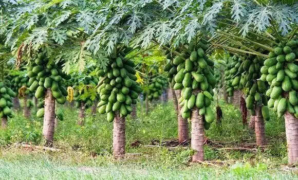 पपीते की टहनी के अद्भुत फायदे: जानें कैसे करें उपयोग