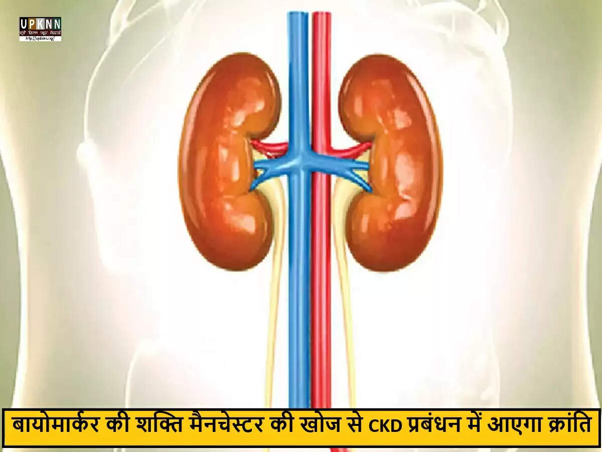 मैनचेस्टर विश्वविद्यालय के वैज्ञानिकों ने किडनी रोग की प्रगति का अनुमान लगाने में की महत्वपूर्ण खोज