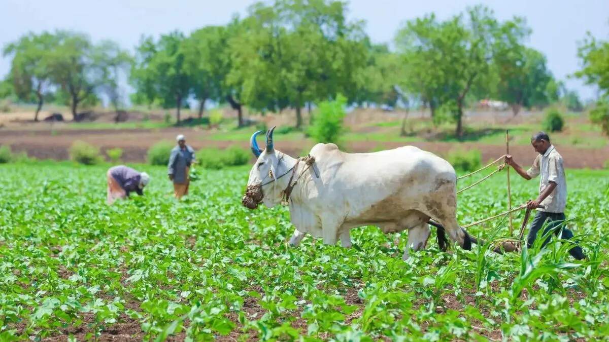 सरकार की प्राकृतिक खेती को बढ़ावा देने की पहल