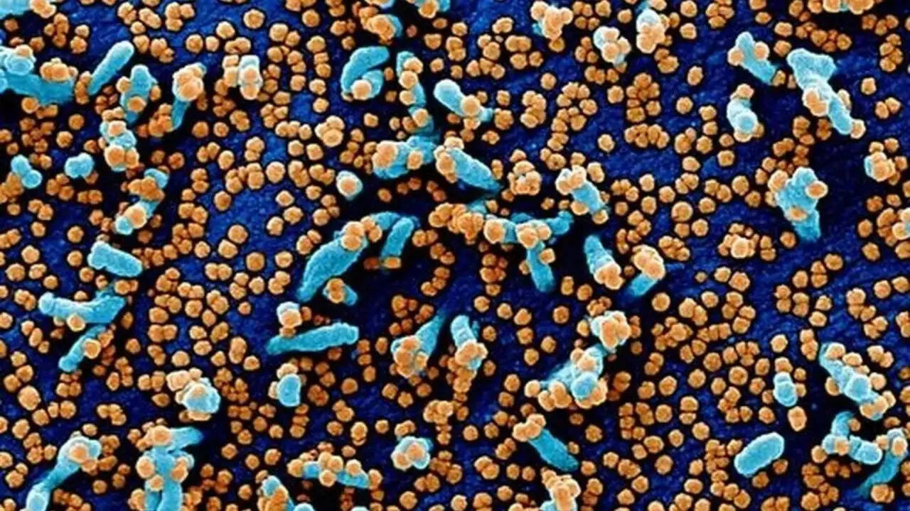 अमेरिका में नया COVID-19 सब-वैरिएंट 'सिकाडा': क्या है इसकी गंभीरता?