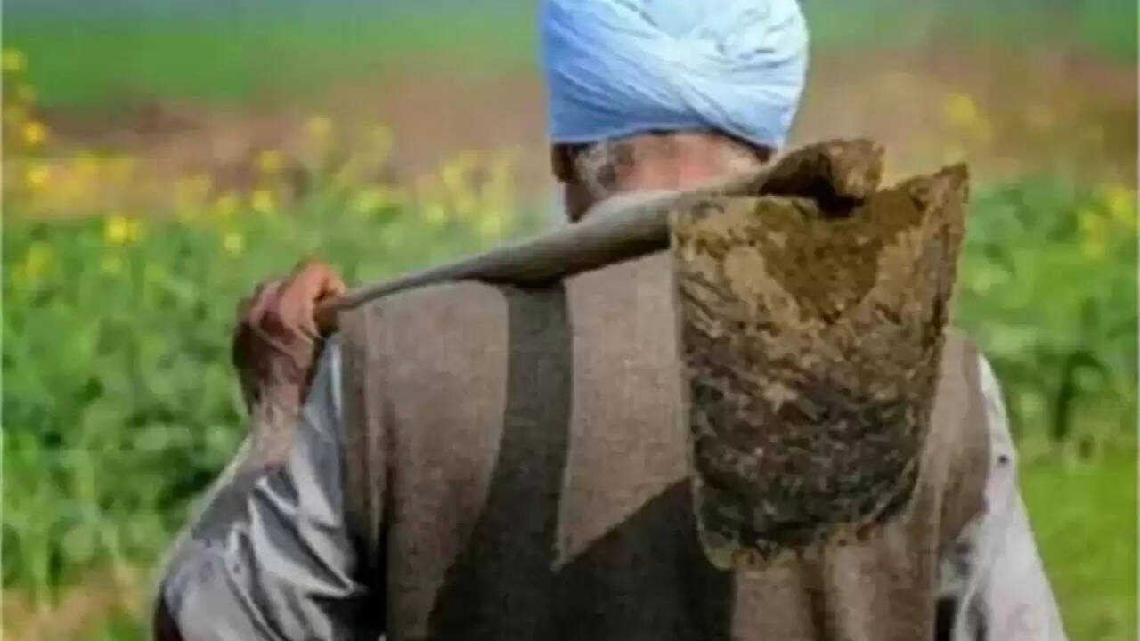 पंजाब के किसानों के लिए खुशखबरी: कपास की फसल पर अब नहीं होगा कीटों का खतरा
