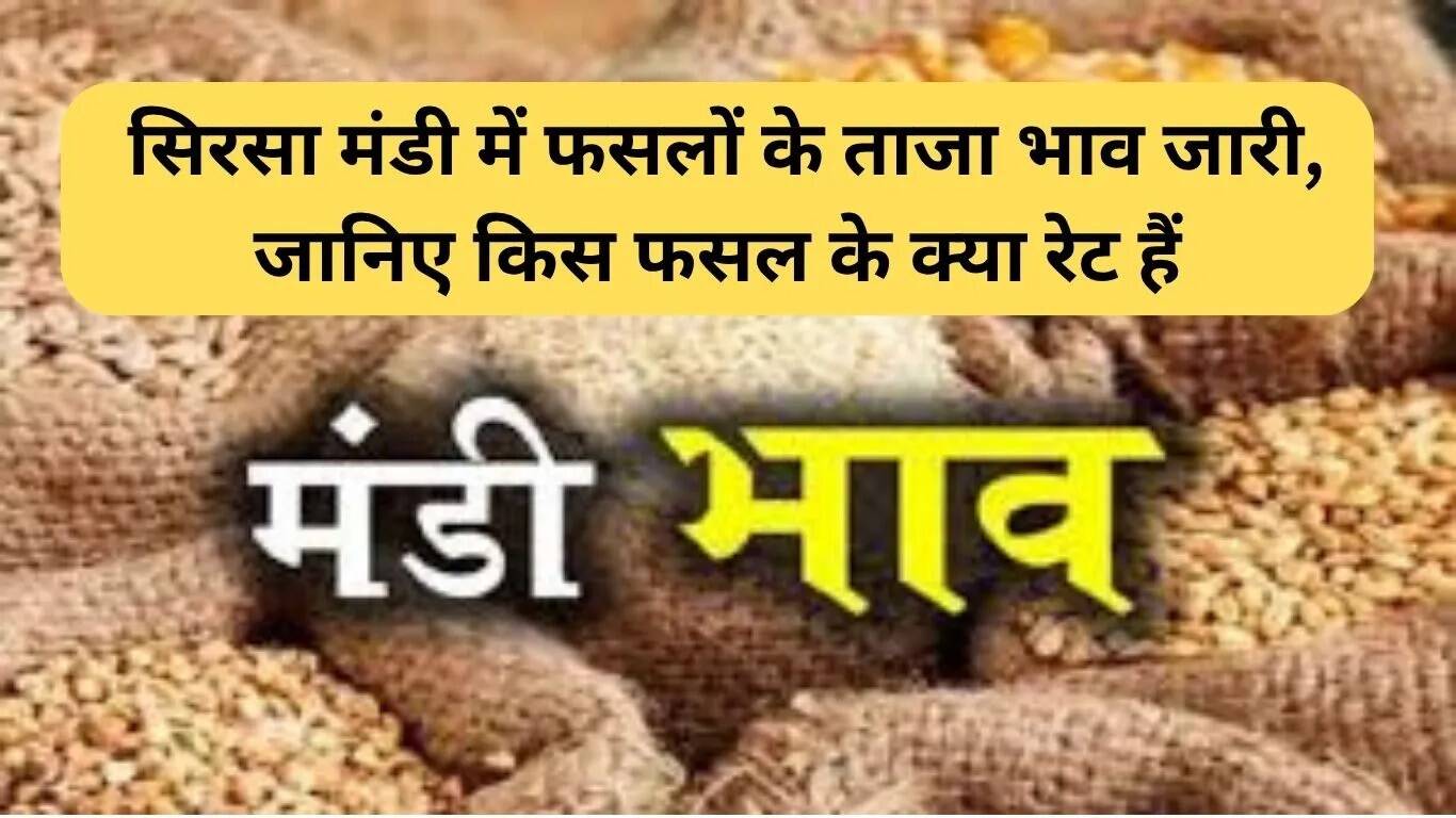 आज सिरसा मंडी में फसलों के ताजा भाव: जानें कौन सी फसल कितने में बिकी
