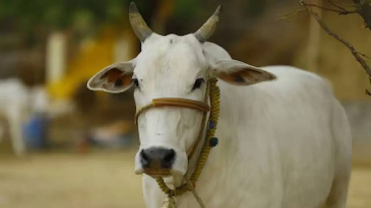 गाय को राष्ट्रीय पशु बनाने की मांग: मौलवी चिश्ती का बयान