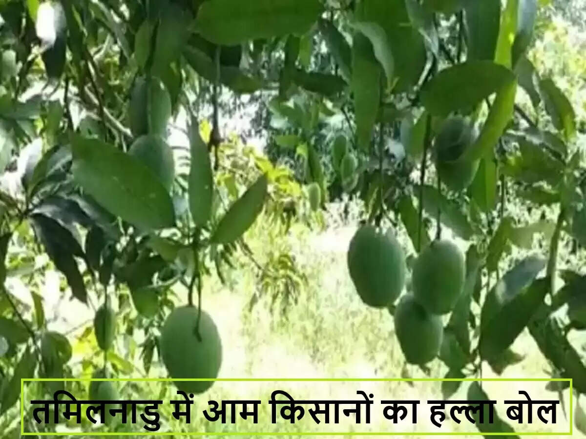 तमिलनाडु के किसानों का आम की गिरती कीमतों पर विरोध प्रदर्शन
