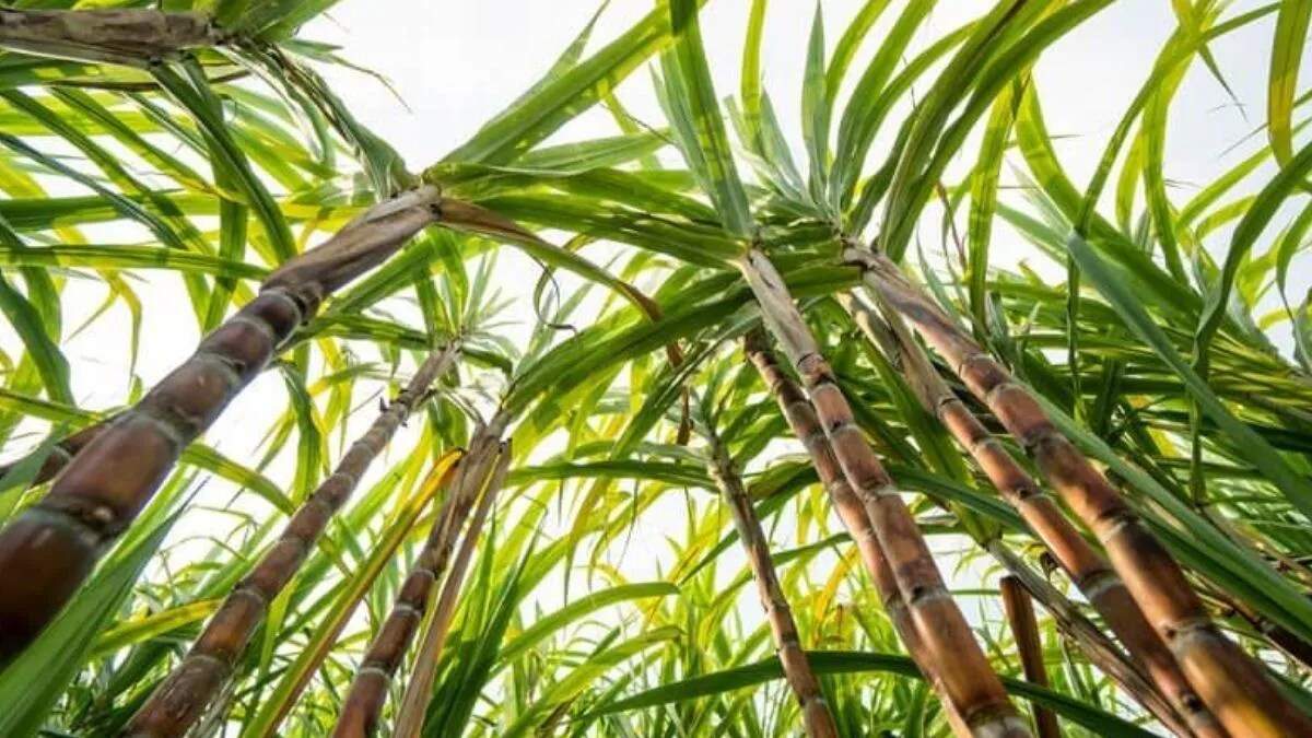 हरियाणा में गन्ना किसानों के लिए नई सब्सिडी योजना