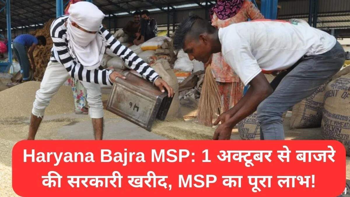 हरियाणा में बाजरे की सरकारी खरीद की नई योजना: किसानों को मिलेगी राहत
