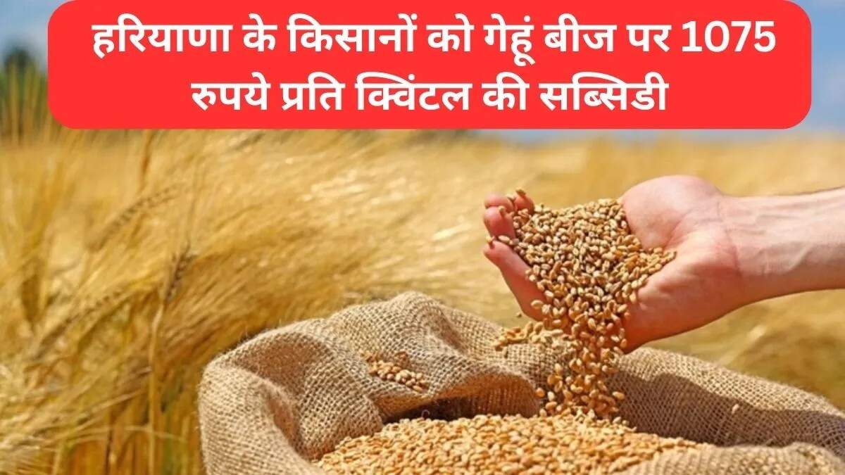 हरियाणा में गेहूं बीज पर सब्सिडी बढ़ी, किसानों को मिलेगी राहत