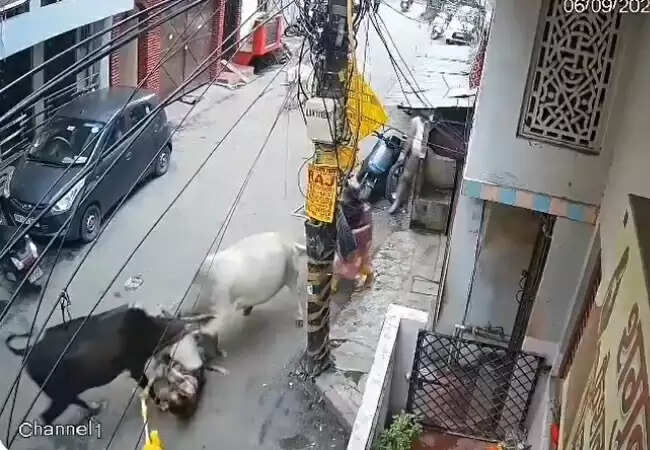 लखनऊ में सांडों के हमले से दादा-पोते की जान बचाई गई