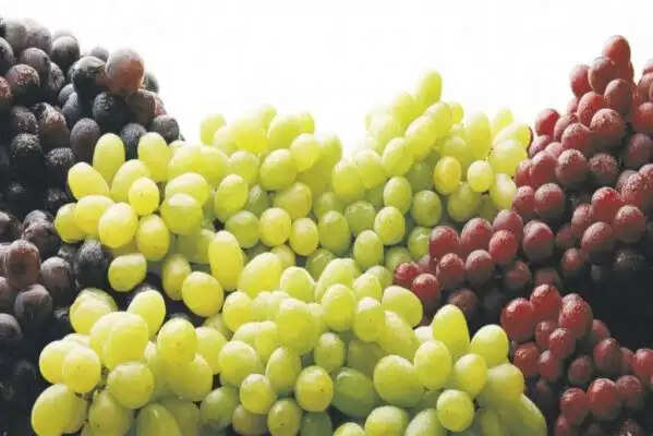 अंगूर के स्वास्थ्य लाभ: जानें इसके फायदे और साइड इफेक्ट्स