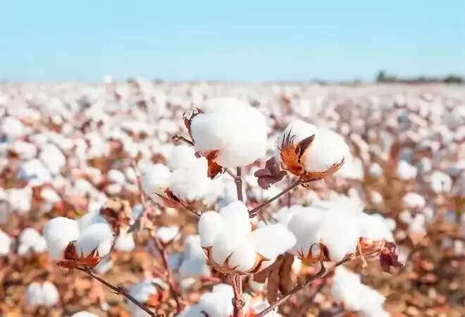 विश्व कपास दिवस : गुजरात में कपास का बुवाई क्षेत्र 23.71 लाख हेक्टेयर, उत्पादकता में देश में दूसरे स्थान पर