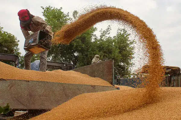 हरियाणा में गेहूं खरीद में अव्यवस्था और भ्रष्टाचार के आरोप