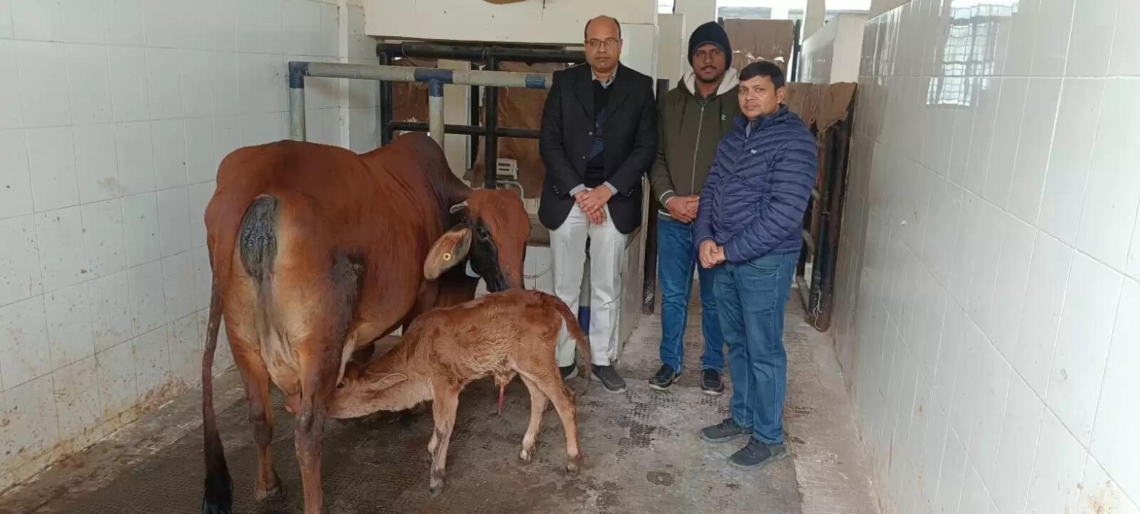 एफवीएएस–बीएचयू को पाँचवीं सफलता : एमओईटी तकनीक से स्वदेशी सरोगेट गाय ने दी साहीवाल बछिया को जन्म