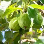 सर्दियों में अमरूद की उपज बढ़ाने के लिए उपयोगी टिप्स