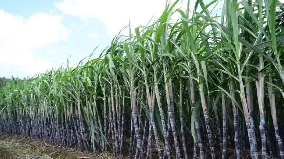 गन्ने की खेती में गिरावट: पॉपुलर का बढ़ता प्रभाव