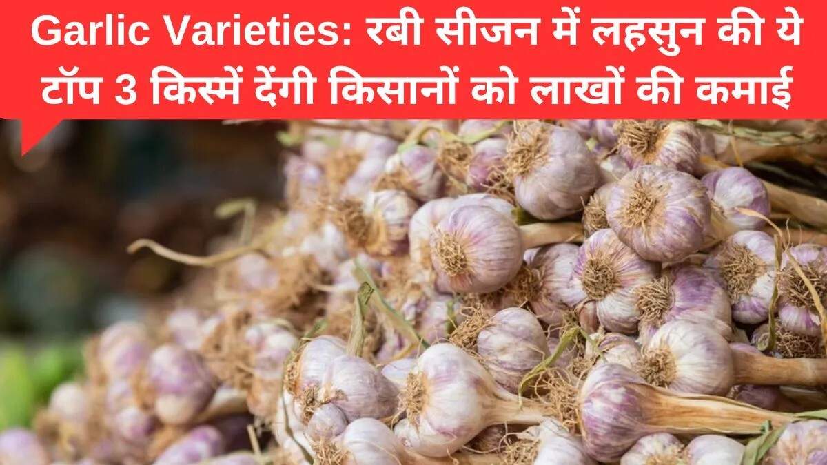 लहसुन की खेती: किसानों के लिए लाभकारी विकल्प और किस्में