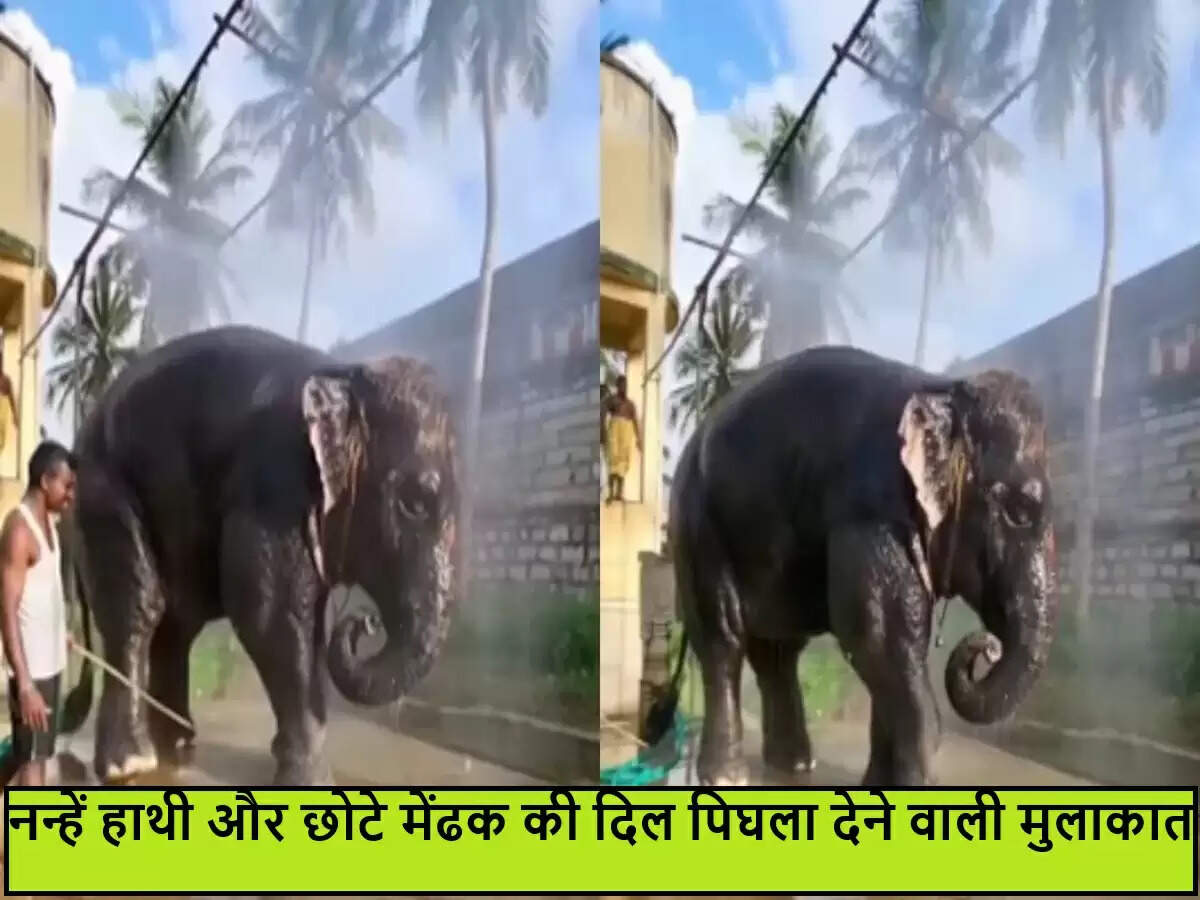 नन्हे हाथी और मेंढक की अनोखी मुलाकात का वायरल वीडियो