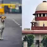 सुप्रीम कोर्ट ने आवारा कुत्तों के मामले में मुख्य सचिवों को व्यक्तिगत रूप से पेश होने का आदेश दिया